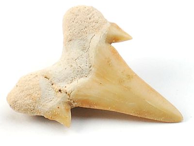 Shark tooth, tooth (3-4 cm), Cretaceous, MAR